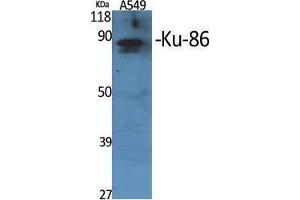 Western Blot (WB) analysis of specific cells using Ku-86 Polyclonal Antibody. (Ku-86 (Internal Region) Antikörper)