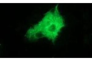 Anti-ZFP36 mouse monoclonal antibody (ABIN2454206) immunofluorescent staining of COS7 cells transiently transfected by pCMV6-ENTRY ZFP36 (RC202049). (ZFP36 Antikörper)