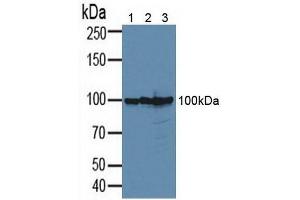 Figure. (CD276 Antikörper  (AA 47-219))
