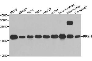 Western blot analysis of extracts of various cell lines, using RPS14 antibody (ABIN5974066) at 1/1000 dilution. (RPS14 Antikörper)