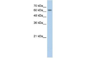 SLC38A1 antibody used at 2.