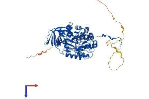 CRMP1 Protein (AA 1-572) (His tag)