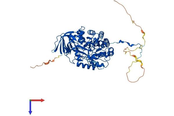 CRMP1 Protein (AA 1-572) (His tag)