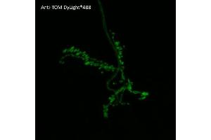 Immunofluorescence (IF) image for anti-tdTomato Fluorescent Protein (tdTomato) antibody (DyLight 488) (ABIN7273112) (tdTomato Antikörper  (DyLight 488))