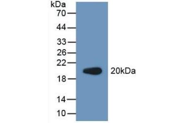 PCOLCE2 Antikörper  (AA 297-415)
