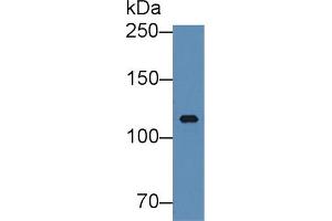 ITIH3 antibody  (AA 279-467)