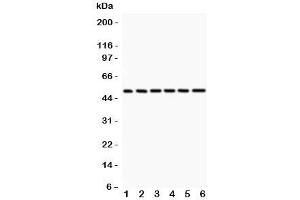 Western blot testing of p50 antibody and 1:  rat spleen;  2: (r) PC-12; and human samples 3: HeLa;  4: A431;  5: Jurkat;  6: MCF-7;  Predicted/observed size: 50/105KD depending on sample (CD40 Antikörper  (AA 1-360))