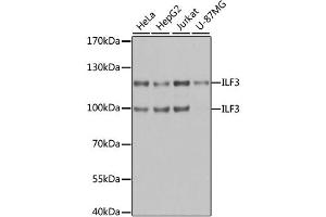 Western blot analysis of extracts of various cell lines, using ILF3 antibody. (Interleukin enhancer-binding factor 3 (ILF3) Antikörper)