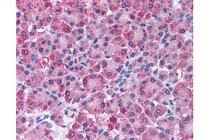 Immunohistochemistry (IHC) image for anti-Carboxypeptidase A1 (Pancreatic) (CPA1) antibody (ABIN2477891) (CPA1 Antikörper)