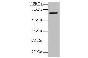 Western blot All lanes: ANXA6 antibody at 2 μg/mL + Rat liver tissue Secondary Goat polyclonal to rabbit IgG at 1/10000 dilution Predicted band size: 76, 73 kDa Observed band size: 76 kDa (ANXA6 Antikörper  (AA 2-245))