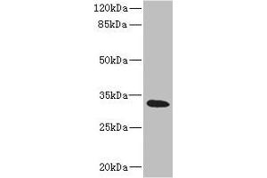 Western blot All lanes: HVCN1 antibody at 1. (HVCN1 Antikörper  (AA 1-100))