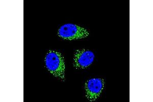 Confocal immunofluorescent analysis of WDR52 Antibody (C-term) with A549 cell followed by Alexa Fluor 488-conjugated goat anti-rabbit lgG (green). (WDR52 Antikörper  (C-Term))