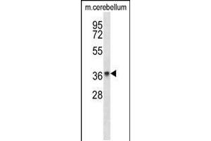 Western blot analysis in mouse cerebellum tissue lysates (35ug/lane). (PAQR8 Antikörper  (C-Term))