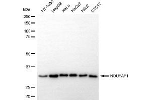Western blotting analysis using NDUFAF1 antibody (ABIN7799544).