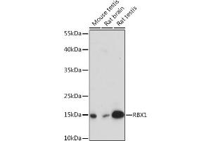 Western blot analysis of extracts of various cell lines, using RBX1 Rabbit pAb (ABIN7270077) at 1:3000 dilution. (RBX1 Antikörper  (AA 1-100))