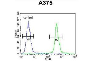anti-Amyotrophic Lateral Sclerosis 2 (Juvenile) Chromosome Region, Candidate 11 (ALS2CR11) (AA 155-185), (N-Term) antibody