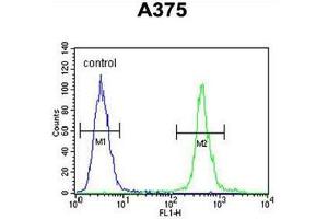 AL2SA Antibody (N-term) flow cytometric analysis of A375 cells (right histogram) compared to a negative control cell (left histogram). (ALS2CR11 Antikörper  (N-Term))