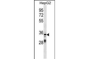 Western blot analysis in HepG2 cell line lysates (35ug/lane).