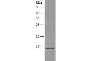 HMGN3 Protein (AA 1-77) (His tag)