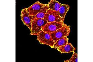 Immunofluorescence (IF) image for anti-TIA1 Cytotoxic Granule-Associated RNA Binding Protein (TIA1) (AA 1-215) antibody (ABIN7193566)