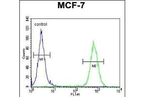 RICH2 Antibody (C-term) (ABIN654613 and ABIN2844313) flow cytometric analysis of MCF-7 cells (right histogram) compared to a negative control cell (left histogram).