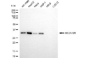 Western blotting analysis using HSD17B8 antibody (ABIN7799016). (HSD17B8 Antikörper)