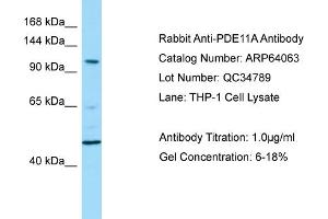 Western Blotting (WB) image for anti-phosphodiesterase 11A (PDE11A) (N-Term) antibody (ABIN2789716) (PDE11A Antikörper  (N-Term))