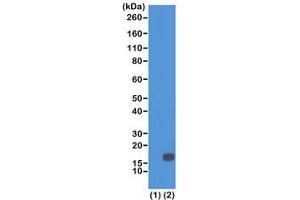 Western blot of recombinant Histone H3. (Rekombinanter Histone 3 Antikörper  (2meLys18))