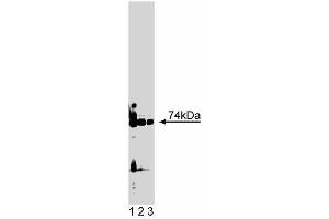 Western blot analysis of PKClambda on rat brain lysate. (PKC iota Antikörper  (AA 397-558))