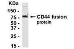 Western Blotting (WB) image for anti-CD44 (CD44) (AA 361-540) antibody (ABIN2468150) (CD44 Antikörper  (AA 361-540))