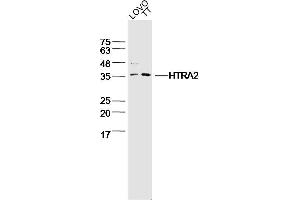 Lane 1: LOVO lysates Lane 2: TT lysates probed with HTRA2 Polyclonal Antibody, Unconjugated  at 1:300 dilution and 4˚C overnight incubation. (Tsarg3/Tsarg1 (AA 101-183) Antikörper)