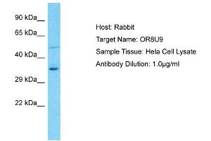 Host: Rabbit Target Name: OR8U9 Sample Type: Hela Whole Cell lysates Antibody Dilution: 1. (OR8U9 Antikörper  (C-Term))