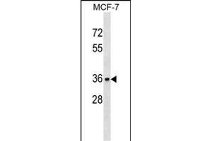 TOR1A Antibody (C-term) (ABIN1536974 and ABIN2849705) western blot analysis in MCF-7 cell line lysates (35 μg/lane). (TOR1A Antikörper  (C-Term))