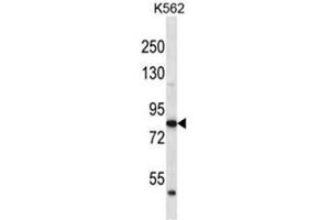 ABTB2 Antibody (C-term) western blot analysis in K562 cell line lysates (35 µg/lane). (ABTB2 Antikörper  (C-Term))