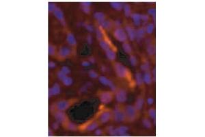 Immunofluorescence image of NPR-Bi staining in cryosection of human kidney. (GUCYB Antikörper)