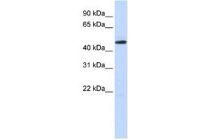Western Blotting (WB) image for anti-TEA Domain Family Member 2 (TEAD2) antibody (ABIN2458317) (TEAD2 Antikörper)