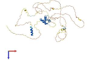 Lcor Protein (AA 1-433) (His tag)