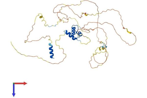 Lcor Protein (AA 1-433) (His tag)