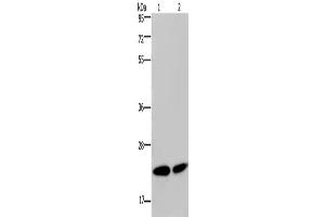 Western Blotting (WB) image for anti-Nucleophosmin/nucleoplasmin 3 (NPM3) antibody (ABIN2423897) (NPM3 Antikörper)