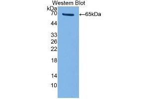 Western Blotting (WB) image for anti-Telomerase Reverse Transcriptase (TERT) (AA 787-1084) antibody (ABIN1860696) (TERT Antikörper  (AA 787-1084))