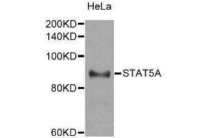 Western blot analysis of extracts of HeLa cells, using STAT5A antibody. (STAT5A Antikörper)