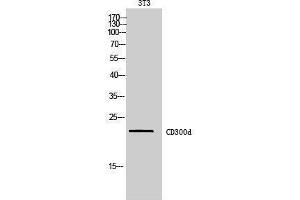 Western Blotting (WB) image for anti-CD300 Molecule-Like Family Member D (CD300LD) (Internal Region) antibody (ABIN3178982) (CD300d Antikörper  (Internal Region))