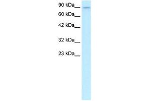 KIF5B antibody used at 1 ug/ml to detect target protein.