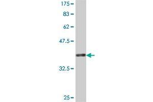 Western Blot detection against Immunogen (37. (GJC1 Antikörper  (AA 297-396))