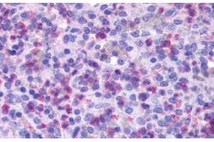 Anti-FPR1 antibody  ABIN1048603 IHC staining of human spleen, red pulp.