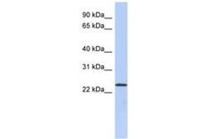 Image no. 1 for anti-UL16 Binding Protein 1 (ULBP1) (N-Term) antibody (ABIN6743537) (ULBP1 Antikörper  (N-Term))