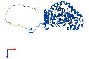 LDHAL6B Protein (AA 1-381) (His tag)