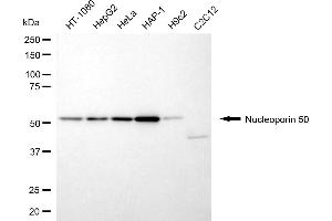 anti-Nucleoporin 50kDa (NUP50) antibody