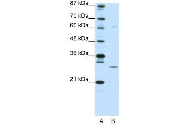 MED7 Antikörper  (N-Term)