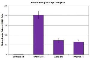 Histone H3ac (pan-acetyl) antibody (pAb) tested by ChIP. (Histone 3 Antikörper  (N-Term))